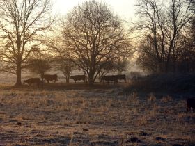 cows30x40S.jpg